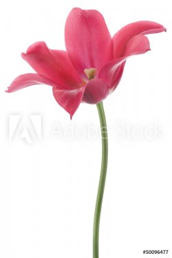 tulip - 901142576