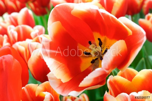 Tulip field In bloom