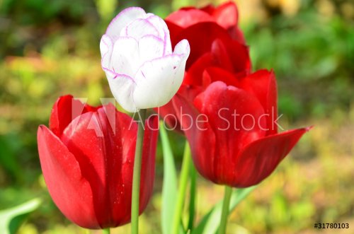 tulipes - 900623801
