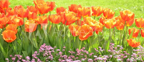 tulipes - 900623823