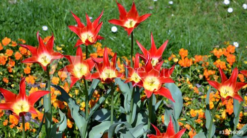 tulipes...jardin