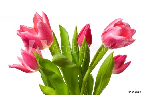 tulips - 900636346