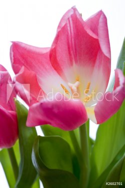 tulips - 900636629