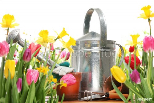 tulips and watering can - 901138069