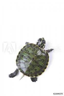 Turtle walking in front of a white background