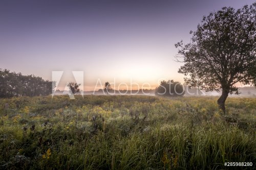 Crépuscule sur un champ couvert de fleurs en matin d'été avec du brouillard.