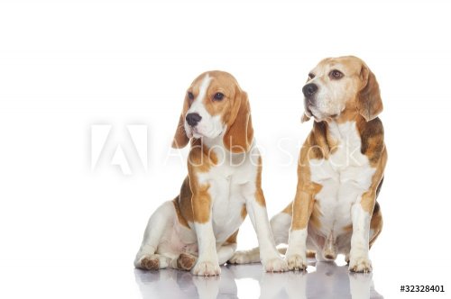 Two beagle dogs isolated on white background - 901137986