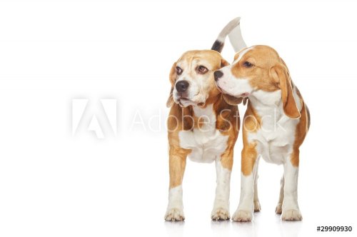 Two beagle dogs isolated on white background - 901137988