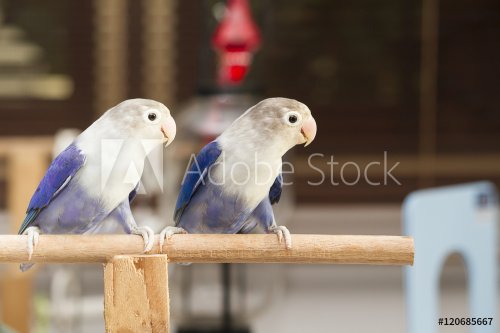 Two blue lovebirds sitting on the perch in the house - 901148289