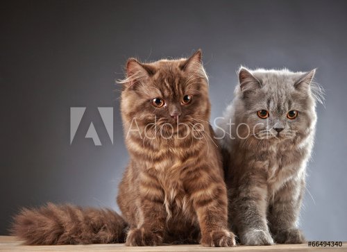 two british longhair kittens - 901143948