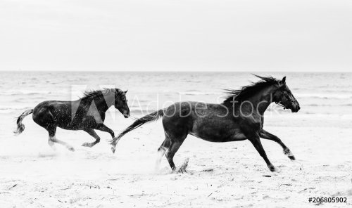 Two brown horses galopading on the seashore.