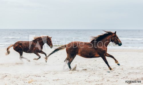 Two brown horses running fast on the seashore.