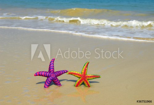 two colorful seastars sitting on beach - 900918325