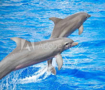 Two dolphins jumping in clear blue sea. - 901144592