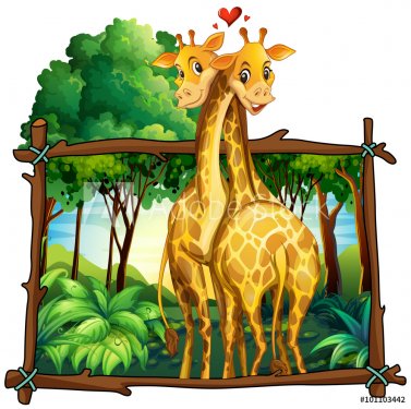 Two giraffes hugging in the jungle - 901148427