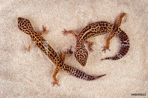 Two little geckos in the sand