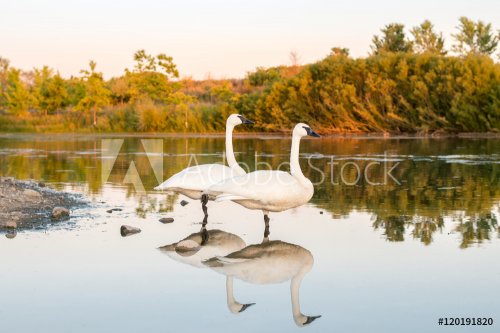 Two wild trumpeter swans resting on single leg. By quite late in warm sunset light. 