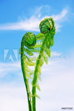 Two young fern leaves