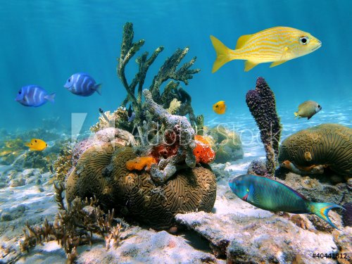 Underwater sea-life