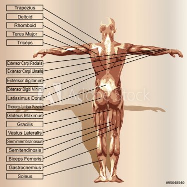 Vector 3D human male anatomy with muscles and text - 901145763