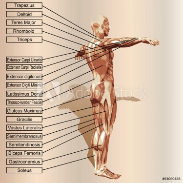 Vector 3D human male anatomy with muscles and text