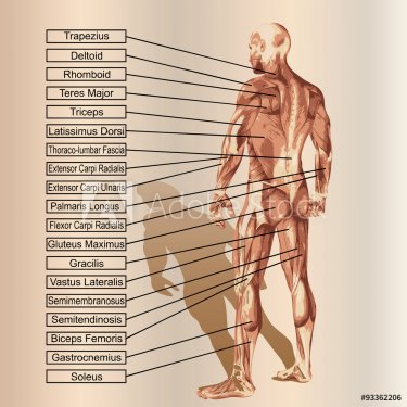 Vector 3D human male anatomy with muscles and text - 901145766