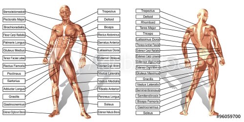 Vector 3D man muscle anatomy with text isolated - 901145761