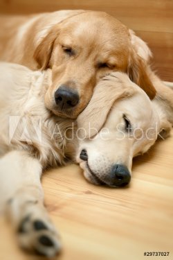 View of two dogs lying - 900437085