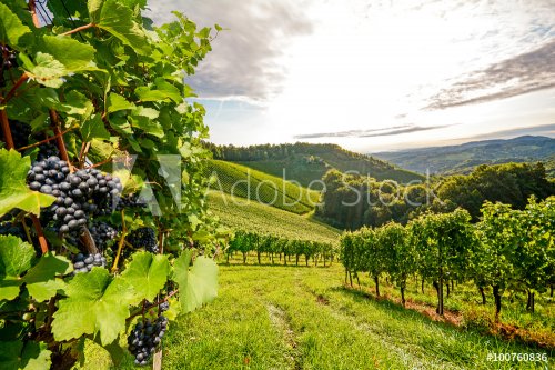 Vines in a vineyard in autumn - Wine grapes before harvest - 901148925