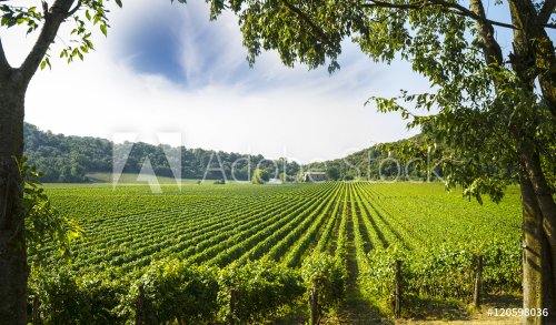 vineyard - 901148930