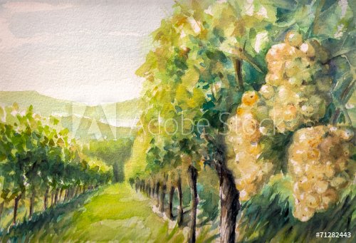 Vineyard,watercolors - 901153756
