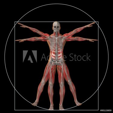 Vitruvian human or man conceptual 3d proportion anatomy body - 901145747