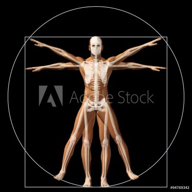 Vitruvian human or man conceptual 3d proportion anatomy body - 901145748