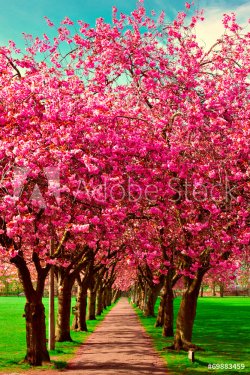 Walk path surrounded with blossoming plum trees