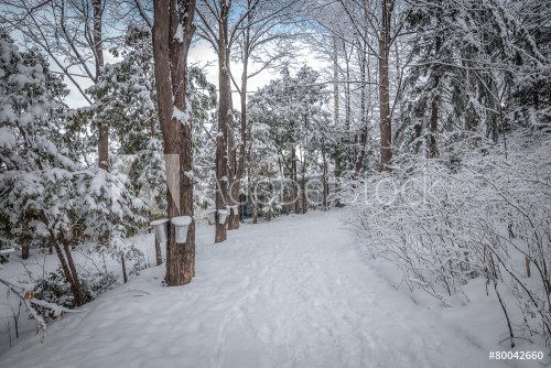 Walking through a maple winter woods.