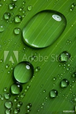 Water drops on fresh green leaf - 900636432
