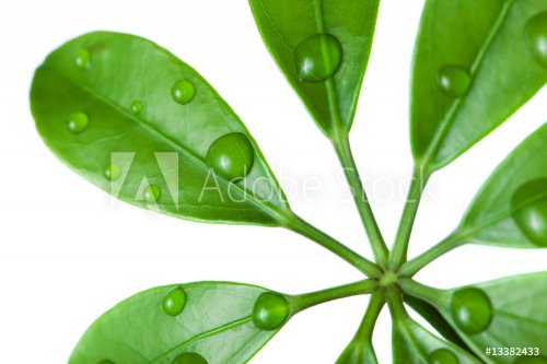 Water drops on fresh green leaf - 900636510