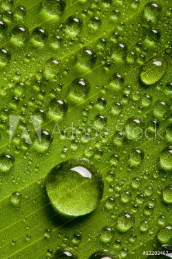Water drops on fresh green leaf - 900636512