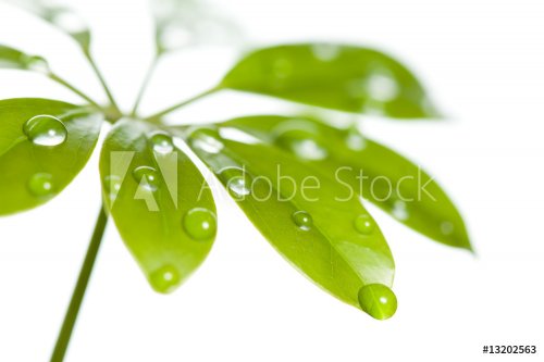 Water drops on fresh green leaf - 900636513