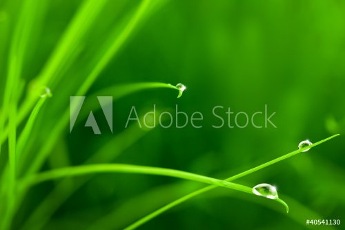 Water Drops on Grass with Sparkle / copy space