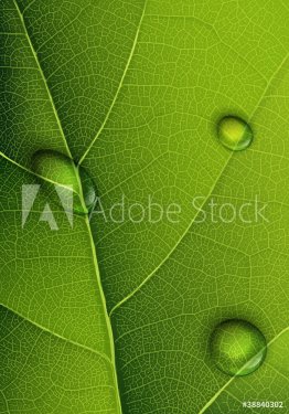 Water drops on green leaf. Vector background. - 901142130