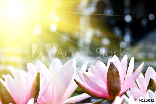 water lily background - 901137745