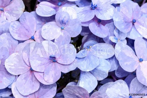 water painting group of violet hydreangea flowers in a garden - 901149457