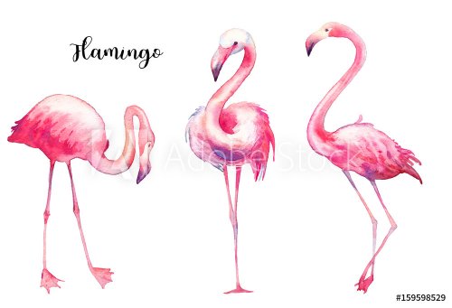 Watercolor flamingo set. Hand painted bright exotic birds isolated on white b... - 901153654