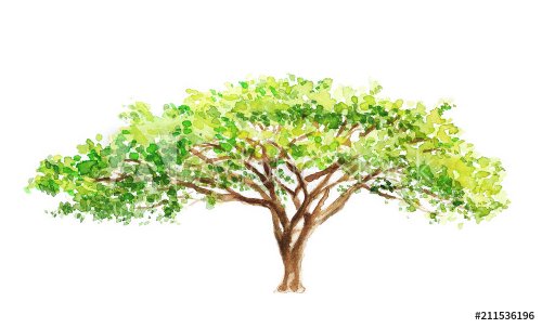 watercolor illustration of a southern tree in africa, drawing by hand part of a savannah nature