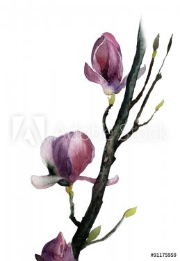 Watercolor of Magnolia flowers - 901147276