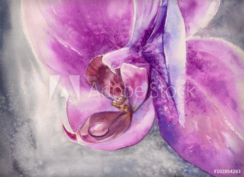 Watercolor panting of pink orchid flower with small water drop.