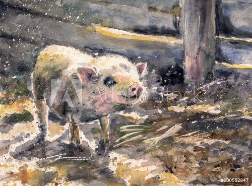 Watercolors painted illustration of cute small pig in farm.