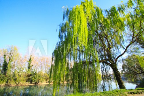 weeping willow - 901149078