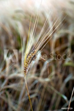 Wheat - 901138217